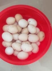 Gəmiricilər: Kend yumurtasi 0.40 qepiy teze yumurta 60 toyugdu gundelikde olur 25 — 1