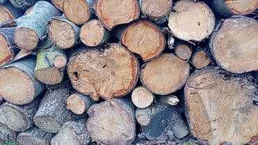 islenmis xalcalarin satışı: Pecboyu Dogranmis Odun Satilir — 4