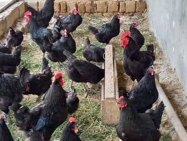 sort toyuq: Toyuq, Australorp, Damazlıq, Ünvandan götürmə, Ödənişli çatdırılma, Rayonlara çatdırılma — 2