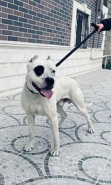 it yemi satilir: Doq, 1 il, Erkek, Peyvəndli, Ünvandan götürmə — 2