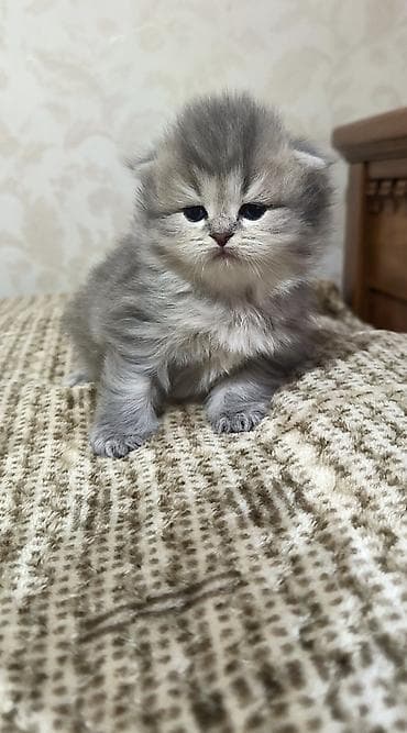 şotlan pişik: Şotland uzun tüklü — 1