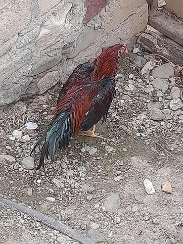 inək satisi: Salam aleykum 8aylığ təmzi qan heyrati satlır avqust beçəsidi hələ tam — 2