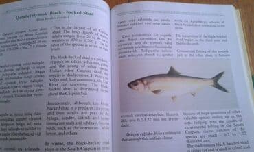 сколько стоит мотоцикл: Müxtəlif kitablar satılır. Biri 40 manat. "Nərəkimilər - dinozavrların — 15