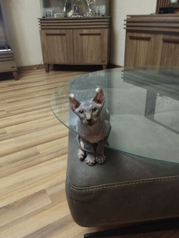 pişiklər: Sfinks, Erkək, Dişi — 18