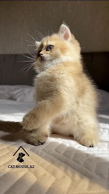 pişik şotlant: Britan, Erkək — 3