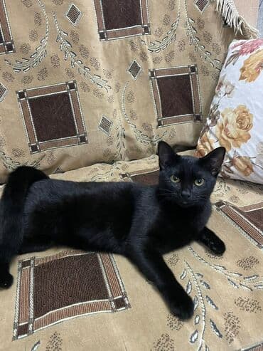 pişik cins: Yaxşı əllərə — 4