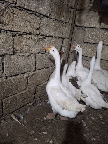 2 ayliq cuceler: Erkək, Ətlik, Ünvandan götürmə — 11