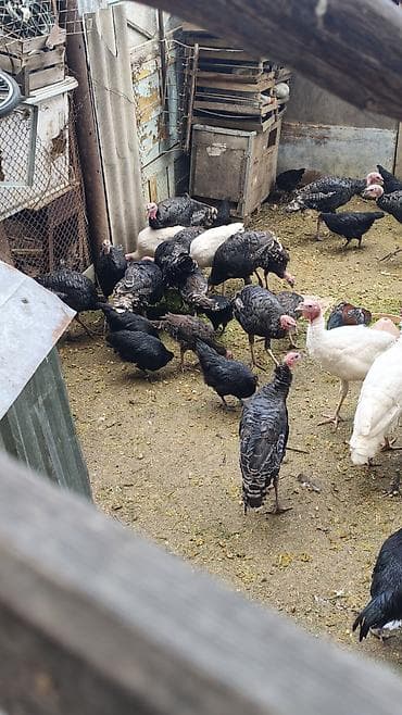 hinduska satisi: Məhsul: Hinduşka quşları tək tək satılmır qiymət maraq üçündü kom — 2