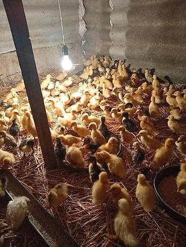 su qabi: Cücələr – ördək balaları - Növ: yerli ördək balaları (rəngləri — 5