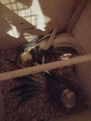 tutuquşlar: Salam Gördüyünüz Çəp Korellalar Tecili Pul lazım olduğu üçün satılır — 5