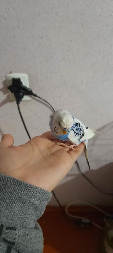 en gozel itler: Ələ öyrəşmiş quşdu fikri ciddi olan vatcapa yazsin sumqayìt — 7