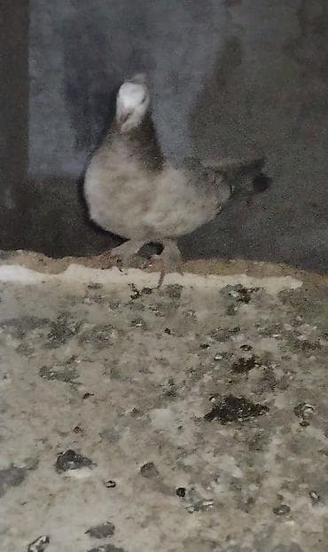 tap az goyercin satisi: Cins: dekorativ göyərçin (qara rəngli, baş və burun nahiyəsində ağ — 9