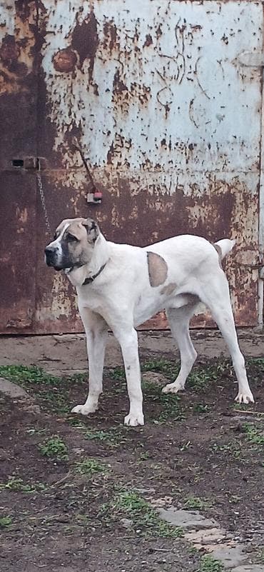 alabay iti satisi: Qurdbasar, 1 il, Erkek, Peyvəndli, Ödənişli çatdırılma — 1