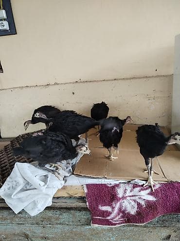 cins buzovlar: Hinduşka cücələri – qara lələklər, açıq rəngli baş və dimdik — 4