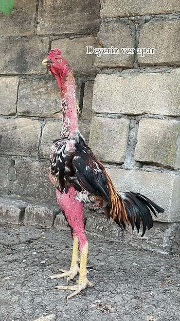 heyvan ve insan seksi: Xoruz, Heyratı, il: <1, Rayonlara çatdırılma — 1