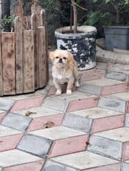 i̇tlər pekines: Pekines — 1