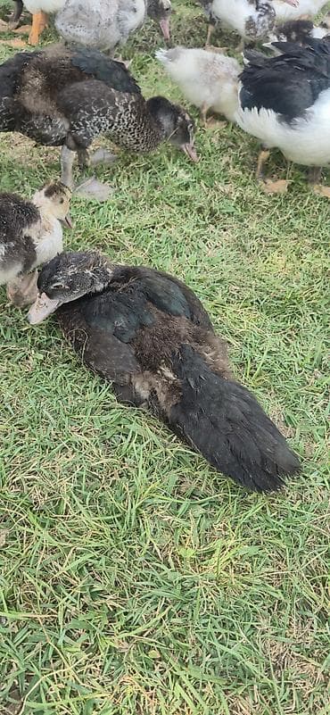 Утки: Muscovy (indi ördəyi) balaları satılır - Cins: Muscovy/indi ördəyi - — 7