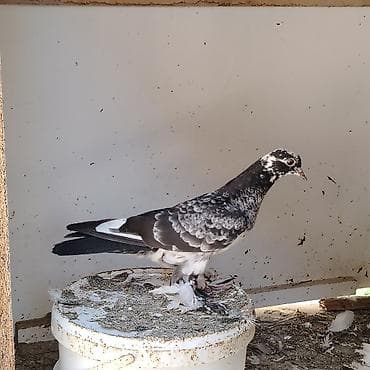 haski it adlari: Cins göyərçinlər – ayaqları lələkli, müxtəlif rəng çeşidlərində — 1