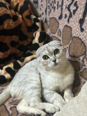 erkek pisik: Şotland yastı qulaq, Erkək, Yaxşı əllərə, Ünvandan götürmə — 3