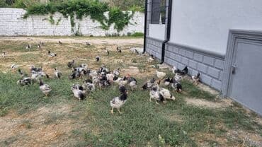 qizil qus: Çolpalar satilir watçap aktifdi — 2