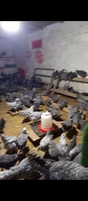 Təmiz qan Xarkov toyuqu xoruzu 2 aylıq isteyen olsa zəng eləsin boş lalafo.az -da Təmiz qan Xarkov toyuqu xoruzu 2 aylıq isteyen olsa zəng eləsin boş