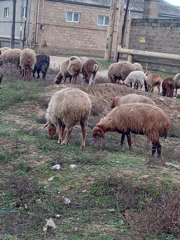 K/t heyvanları üçün mallar: Məhsul: Qoyun 22 baş boğaz — 1