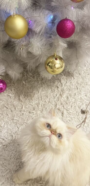 в добрые руки баку: Fars, Erkək — 5