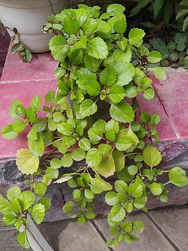 budda: Məhsul: Daxili dekorativ bitkilər (bir neçə növ saksı bitkisi) — 10