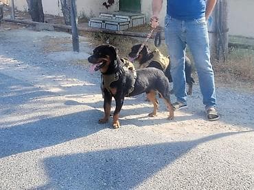 doberman balasi: Rotveyler, 2 il, Erkek, Peyvəndli, Ünvandan götürmə — 5