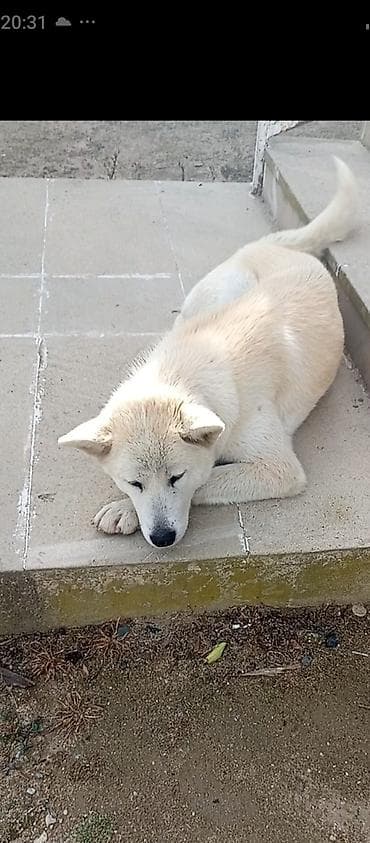 Ağ rəngli, orta ölçülü it.AKİTA CNSİ Qalın, ikiqat tüklü örtüyü var;