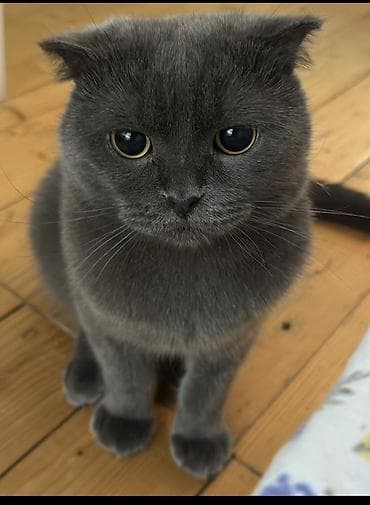 pisik evi satilir: Şotland yastı qulaq, Erkək, Yaxşı əllərə — 1