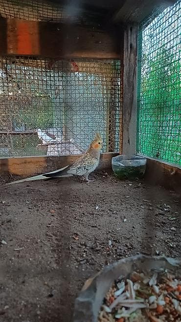 quş şekilleri: Nymph paraket (Cockatiel) – sarı-boz rəngli, yanaqlarında narıncı — 4