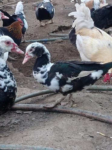 Tam sağlam veayalı zümrüdü lal ördekler satılır.15-manatlıq olandan