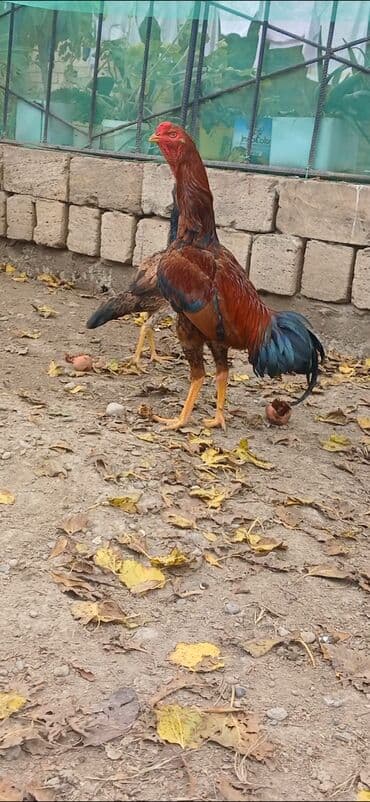eşşək şəkili: Məhsul: Uzunboyun, sərt ayaqlı, qırmızı-qəhvəyi lələkləri və tünd — 3