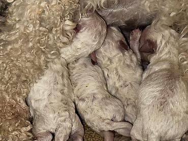 ov itleri satilir: Pudel, 1 ay, Erkek, Ödənişli çatdırılma — 8