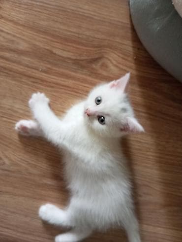 alman afcarkasi satisi: Şotland, Yaxşı əllərə — 1