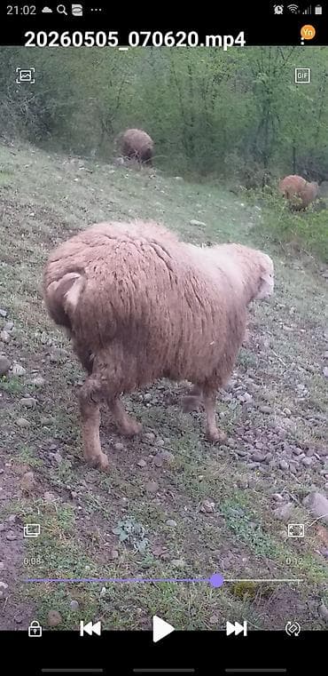Salam qurbanlıq 10 aylıq erkeydi temiz əti 24 kq çəkisi 18 m istiyə