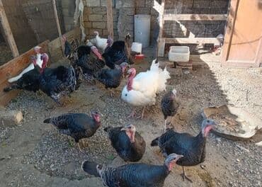 Erkək, Damazlıq lalafo.az -da Erkək, Damazlıq