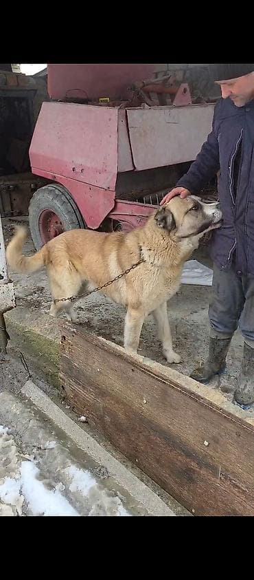 Akvariumlar: 1 il, Erkek, Peyvəndli — 2