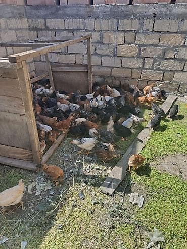 xoruz satişi: Toyuq cücələri, Ətlik — 6