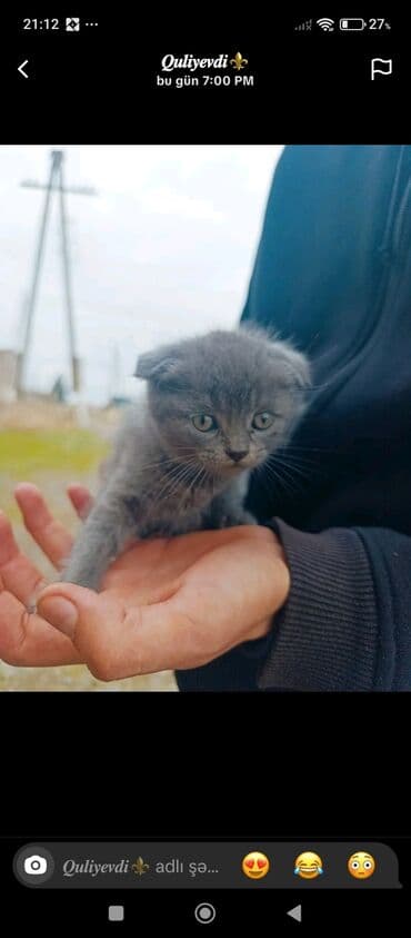 Şotland, Yaxşı əllərə