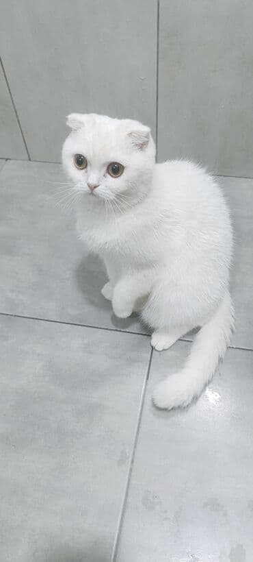 pişim: Şotland, Dişi, Yaxşı əllərə, Ünvandan götürmə, Rayonlara çatdırılma, Pulsuz çatdırılma — 2