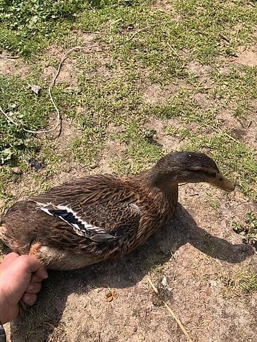 yerli inekler: Mallar – ördək (dişi) - Cinsəxasiyyət: yerli malla/çöl rəngli dişi — 3