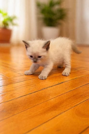 siam pisiyi haqqinda: Siam — 3