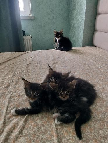 maine coon qiymeti: Meyn-kun, Erkək, Dişi, Ünvandan götürmə — 9