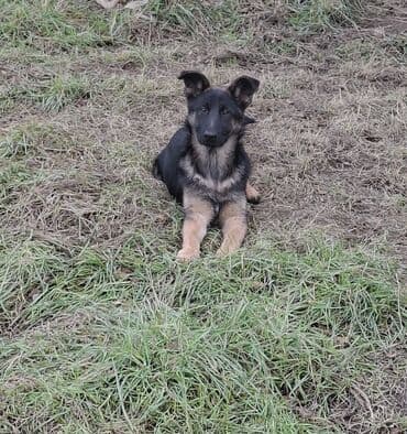 it ağızdığı: Alman çoban iti, 3 ay, Dişi — 4