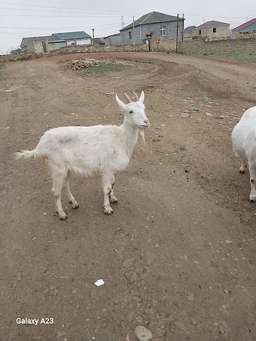 yasil bas ordek: Ağ rəngli keçi - Növ: yerli südlük-tip - Cinsiyyəti: dişi (buynuzlu) - — 5