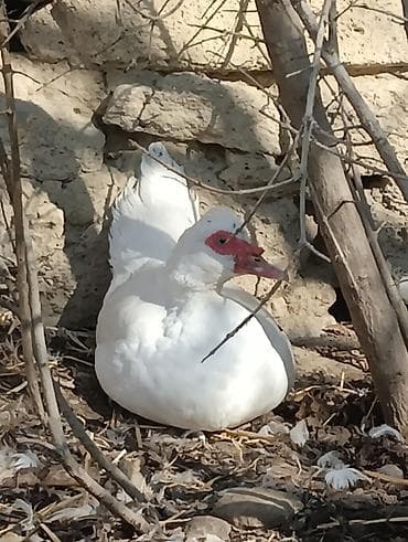 K/t heyvanları üçün mallar: Dişi, | Lal ördək, Yumurtalıq — 1