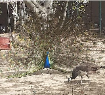 qara baş quşlar: Məhsul: Hind tovusu (tovus quşları) Təsvir: - Saxlanılan növ: Mavi — 4