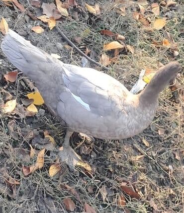 qaz balası satilir: Dişi, | Macar, Ətlik, Pulsuz çatdırılma — 4